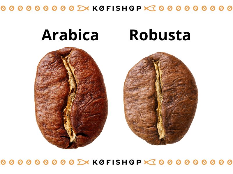 arabica vs. robusta